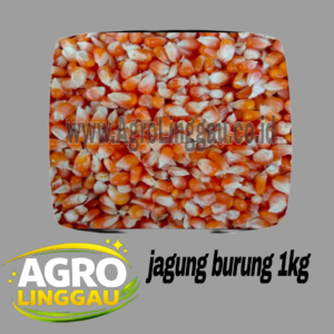 PAKAN AYAM, BURUNG JAGUNG 1 KG